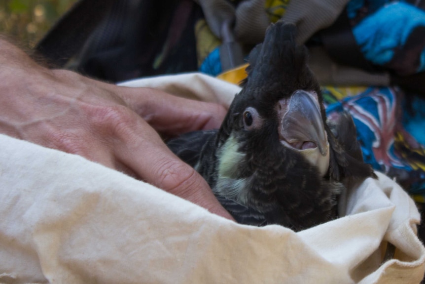 Carnaby's cockatoo chick banded in Stoneville. February 4, 2016.