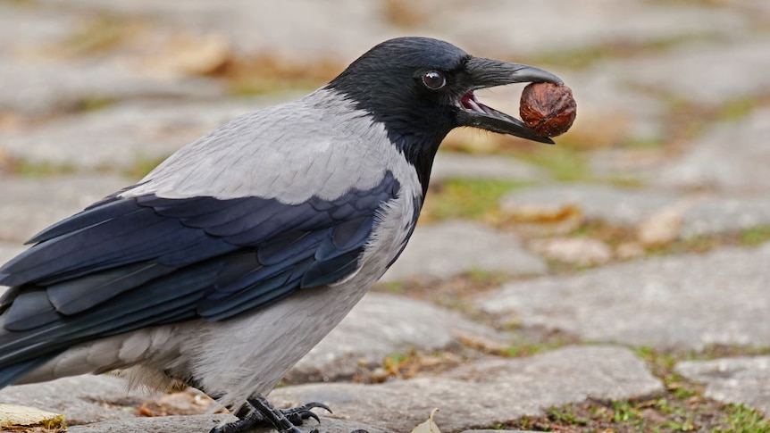 A carrion crow (Corvus corone) stands on a cobblestone street holding a walnut in its beak.