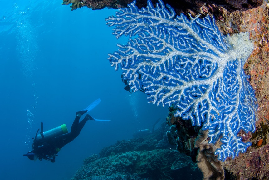 Two scuba divers swim underwater past a giant piece of blue coral with a fan-like appearance.