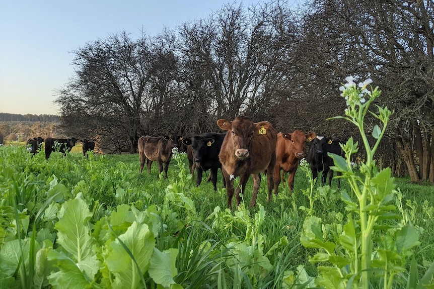 Photo of cows on a paddock