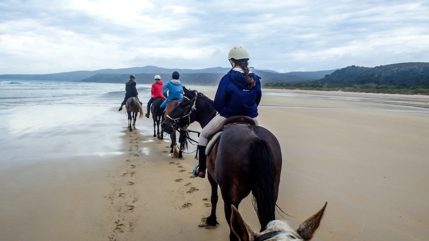 Horse trail ride plodding along the beach of a national park in Northern Tasmania