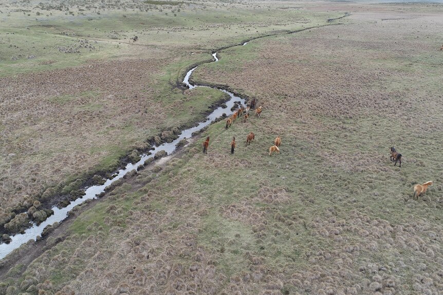 A mob of horses from above feeding next to a muddy stream. 