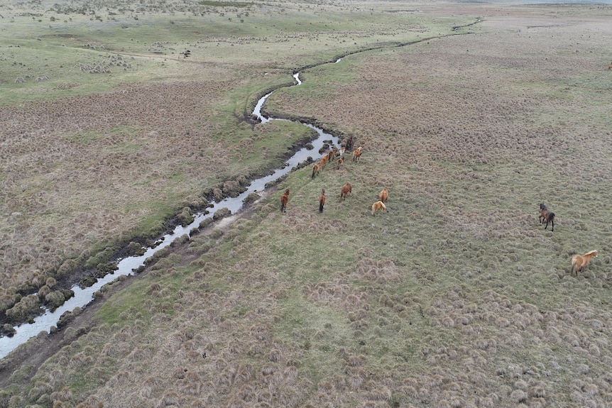 A mob of horses from above feeding next to a muddy stream. 