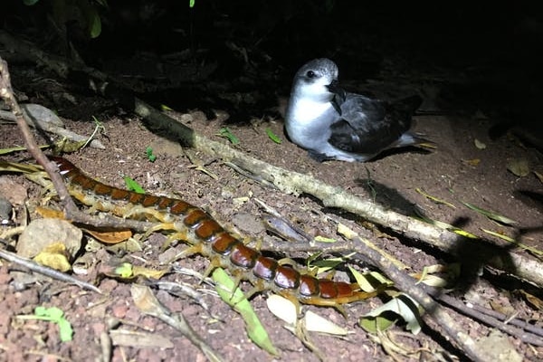 A bird sits in the dark as a huge centipede wanders in fron of it.