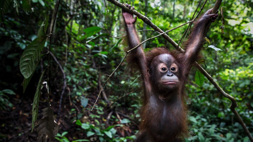 Tegar exploring the forest school in Borneo, Indonesia. He is holding himself up by his arms on two branches.