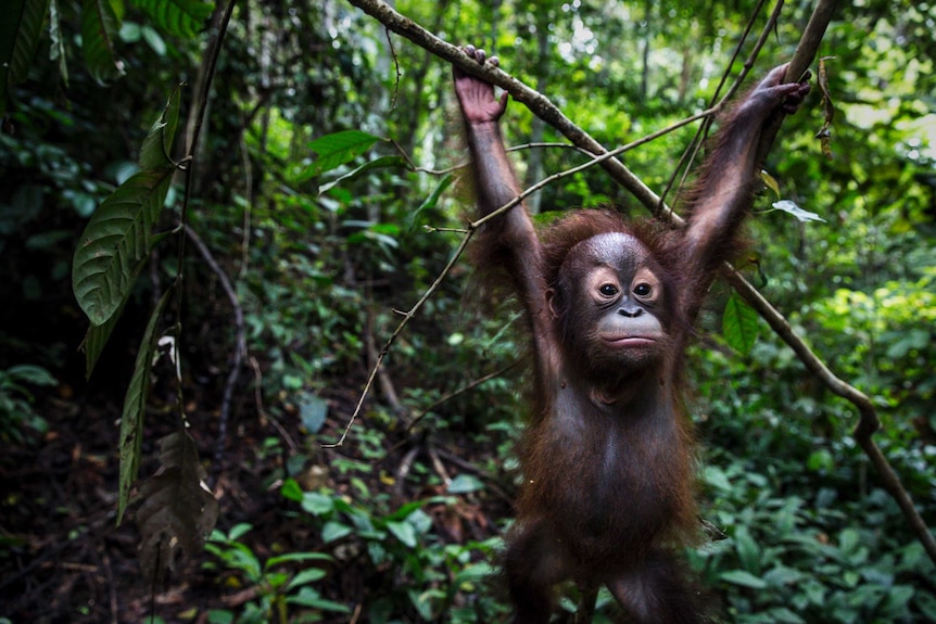Tegar exploring the forest school in Borneo, Indonesia. He is holding himself up by his arms on two branches.