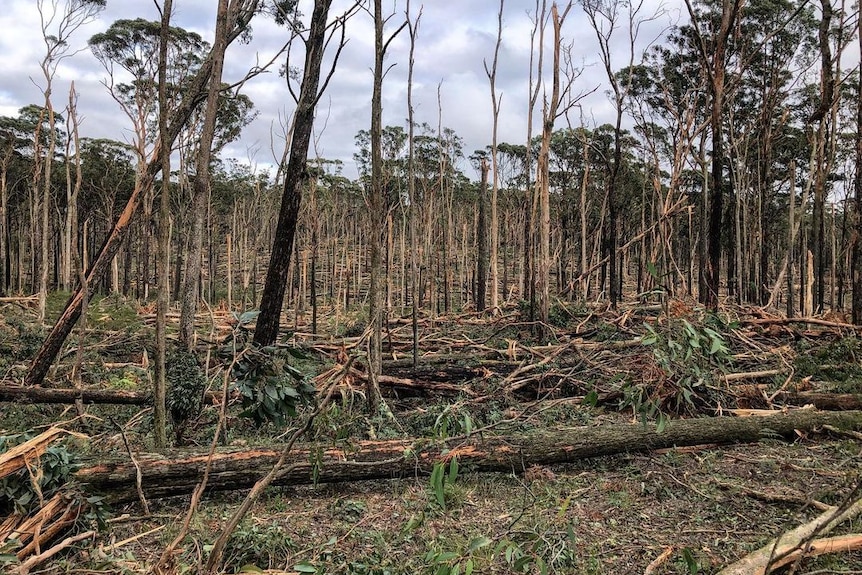 Fallen trees in a forest