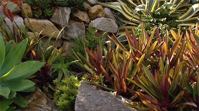 Aloes - Gardening Australia