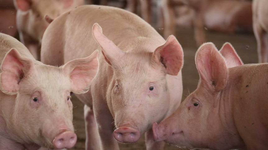 Pigs in an Australian piggery looking at the camera.