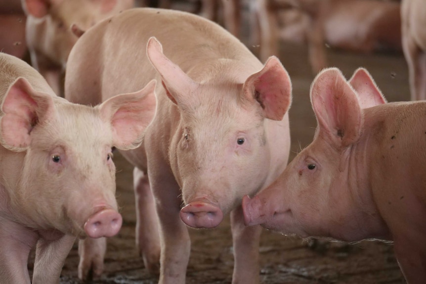 Porcs dans une porcherie australienne regardant la caméra.