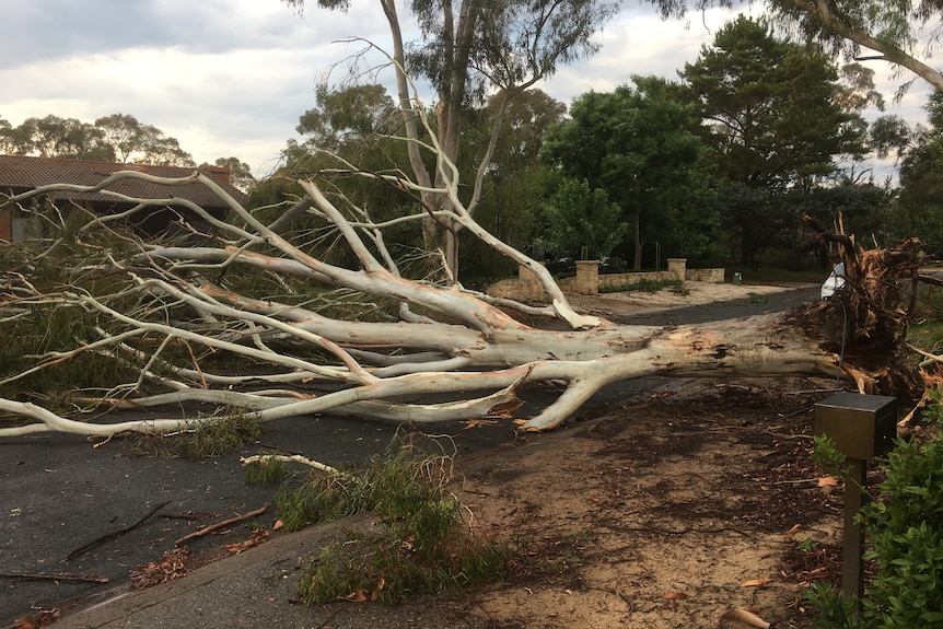 A downed gum tree blocking a road.