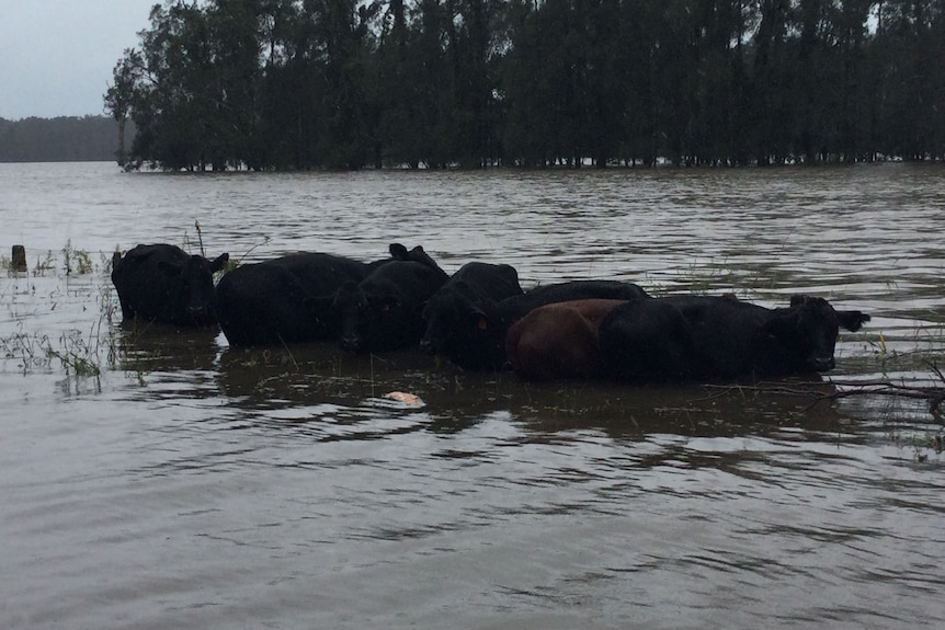 Cows standing in a flooded river.