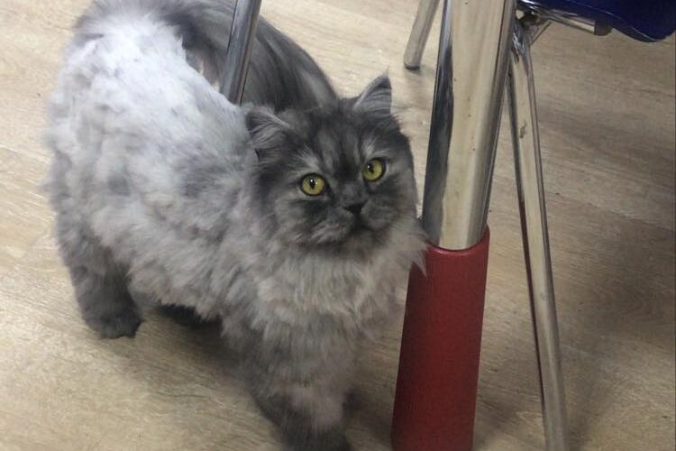 A grey cat with green eyes standing beside a table leg. 