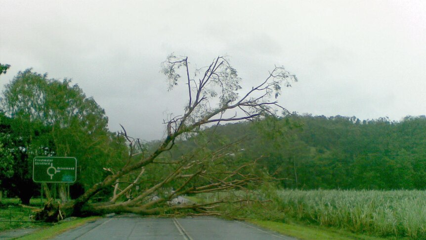 A tree blocks a Cairns road, brought down by Tropical Cyclone Yasi overnight on February 3, 2011.