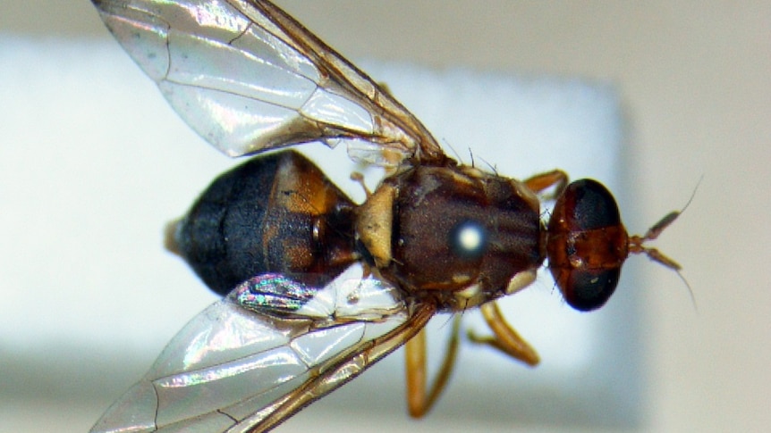 An adult fruit fly.