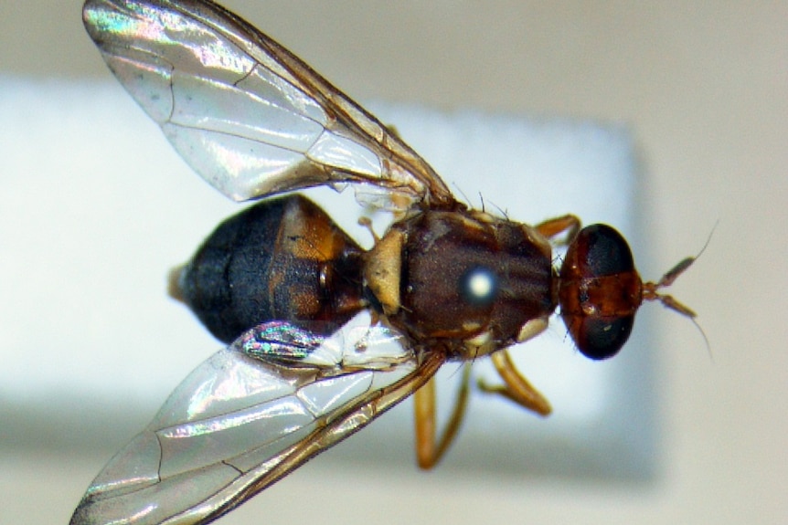 An adult fruit fly.