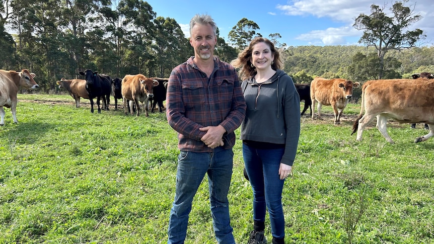A middle aged man and woman stand in a green paddock surrounded by cows. 