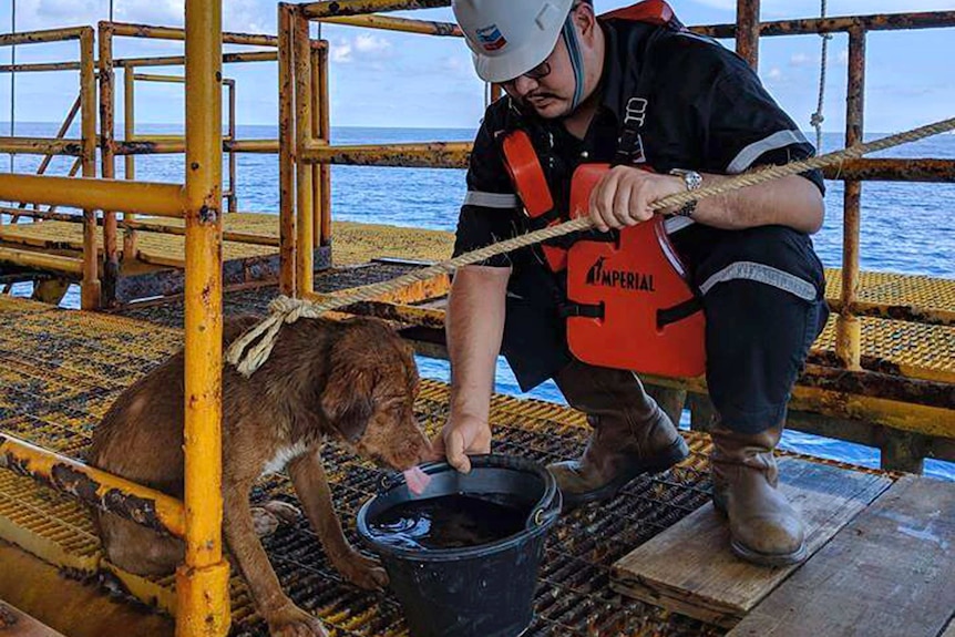 A wet brown dog drinks water from a bucket next to a Thai man wearing bright orange vest and a hard hat.