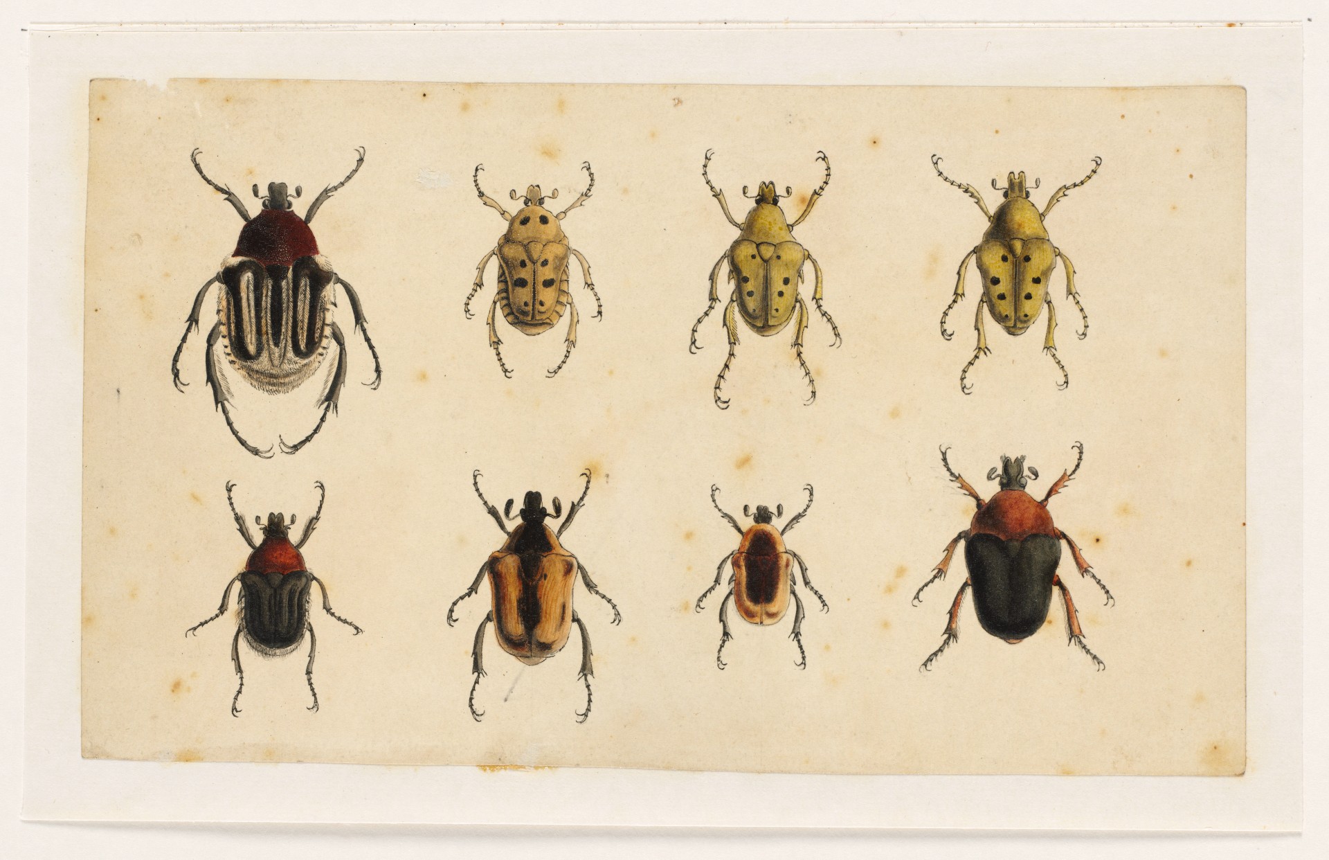 Drawings of eight beetles