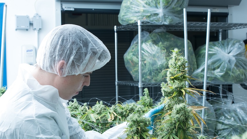 A greenhouse worker in a lab jacket looking at a cannabis plant.