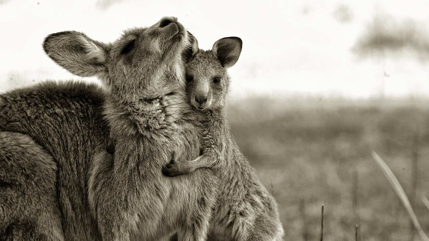Joey embracing a mother kangaroo.