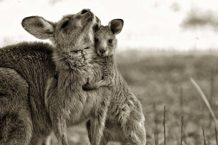Joey embracing a mother kangaroo.