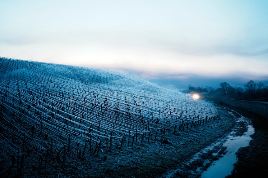 Un vignoble apparaît blanc de givre