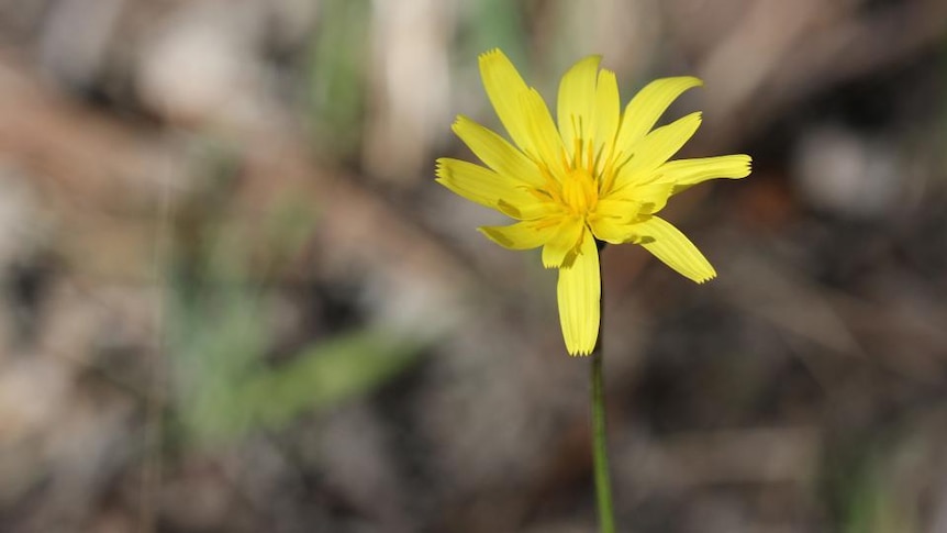 Yellow murnong flower