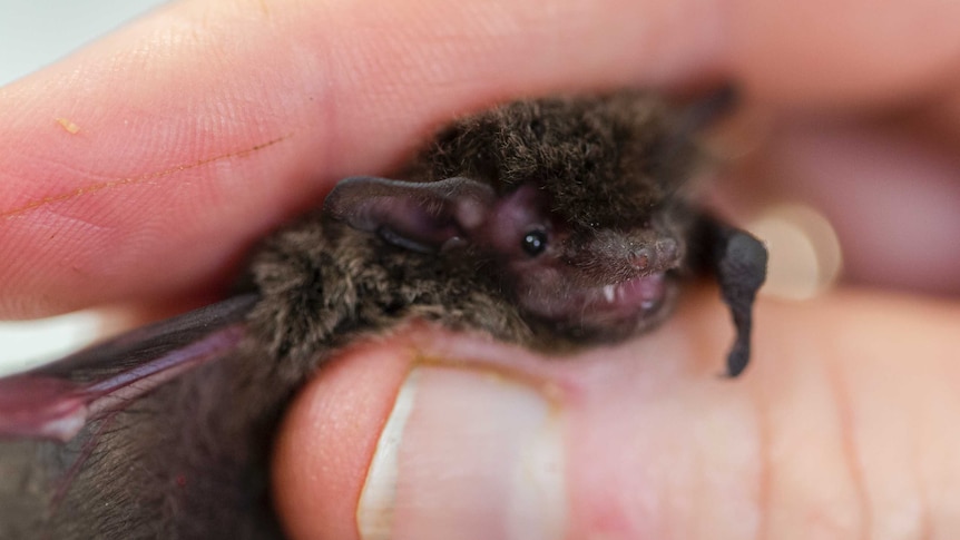 A tiny brown bat with beady eyes and little white teeth, held in the hand of scientist.