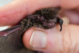 A tiny brown bat with beady eyes and little white teeth, held in the hand of scientist.