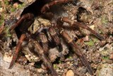 A trapdoor spider sits in her nest hole.