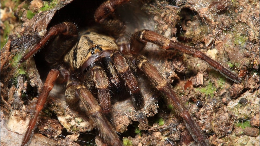 A trapdoor spider sits in her nest hole.