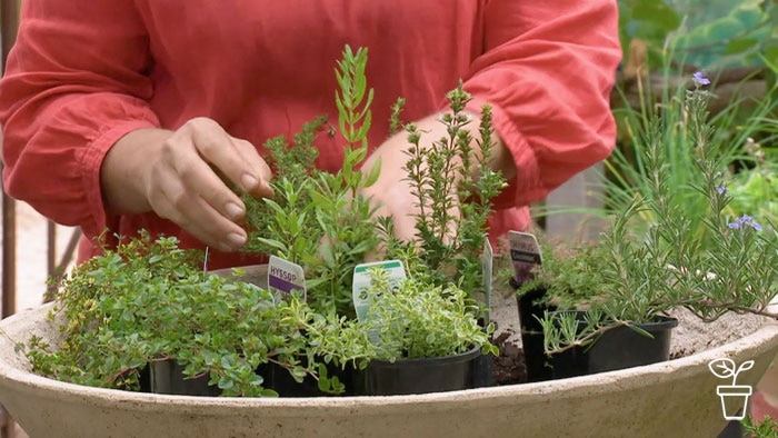 Hands arranging small pots of herbs in a large terracotta bowl