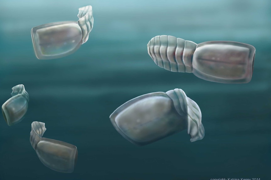 An artists impression of the vetulicolians, now believed to be related to humans.
