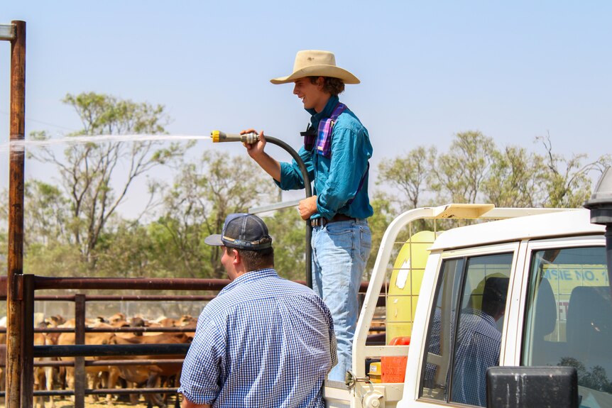 A man stands on the back of a ute with a large hose to spray dusty cattle yards.