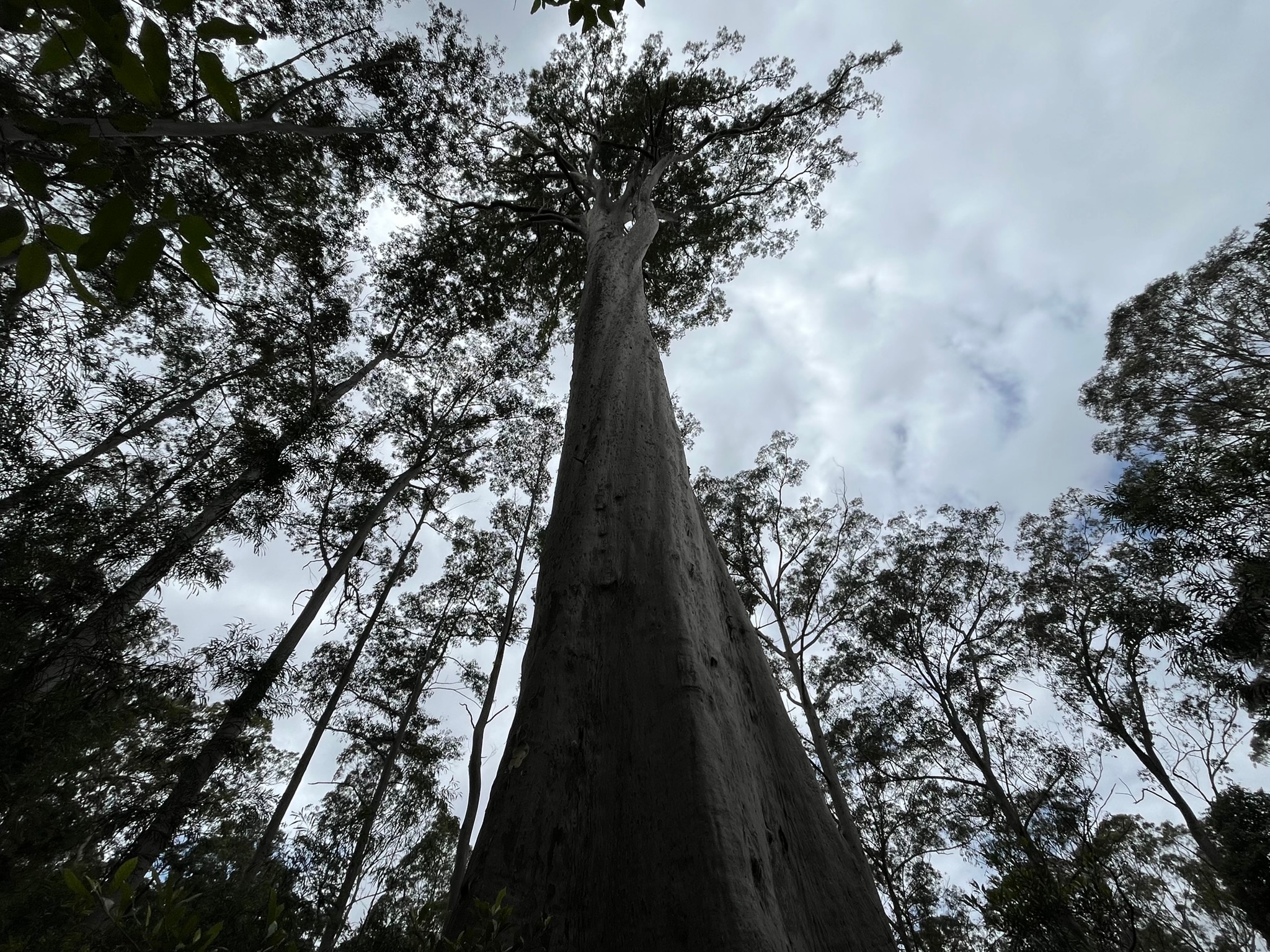 Vista desde el suelo de un imponente árbol de eucalipto