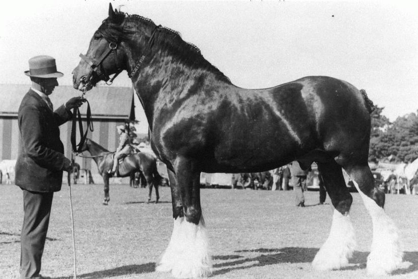 Percheron horse at Mount Gambier Show in 1938