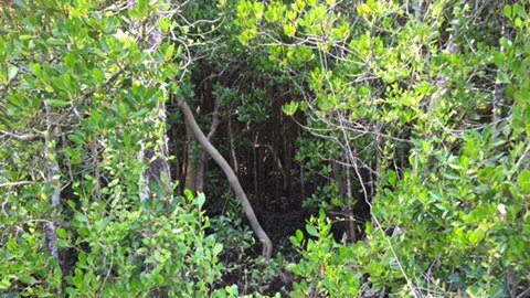 Mangroves with a gap in the middle.