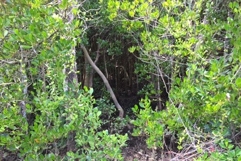 Mangroves with a gap in the middle.