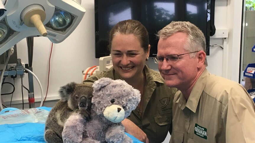 Koala being treated at Currumbin Wildlife Hospital