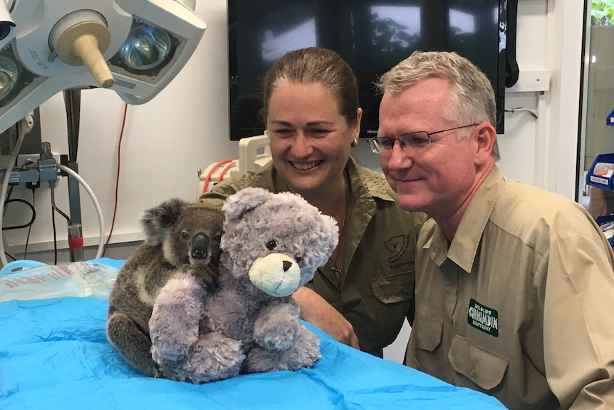 Koala being treated at Currumbin Wildlife Hospital