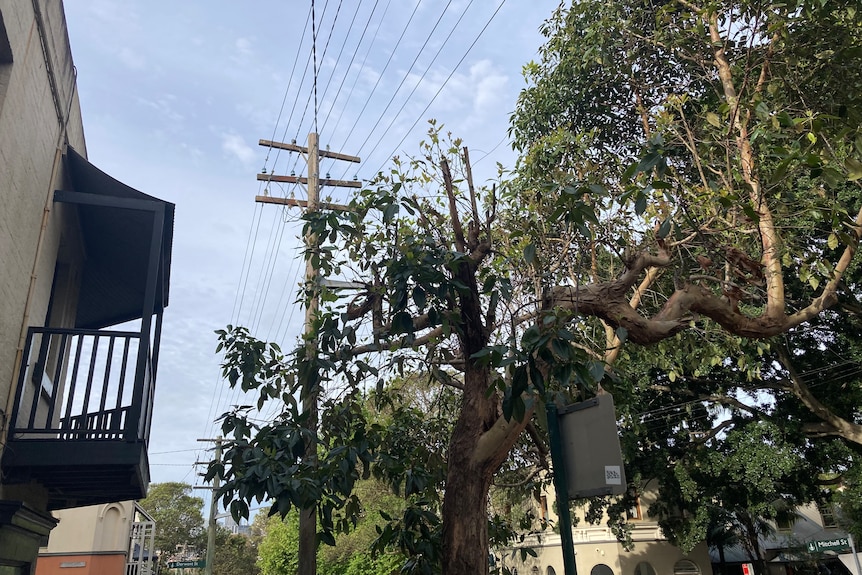 Half a tree remains after it was pruned around powerlines. 