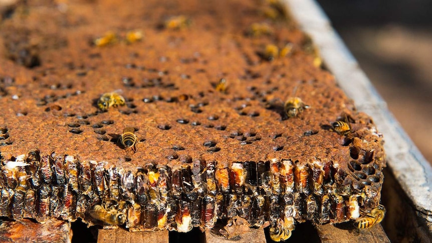 Bees in a piece of wood