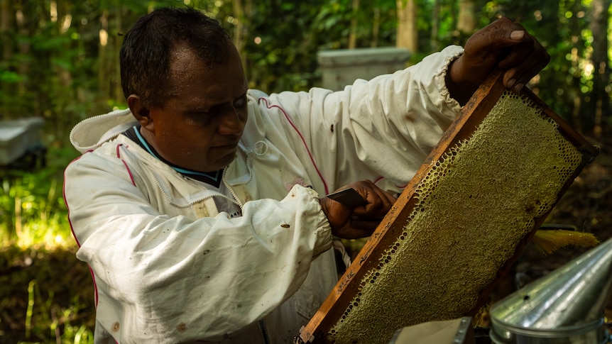 Image of a man in a bee suit looking at a wild beehive.