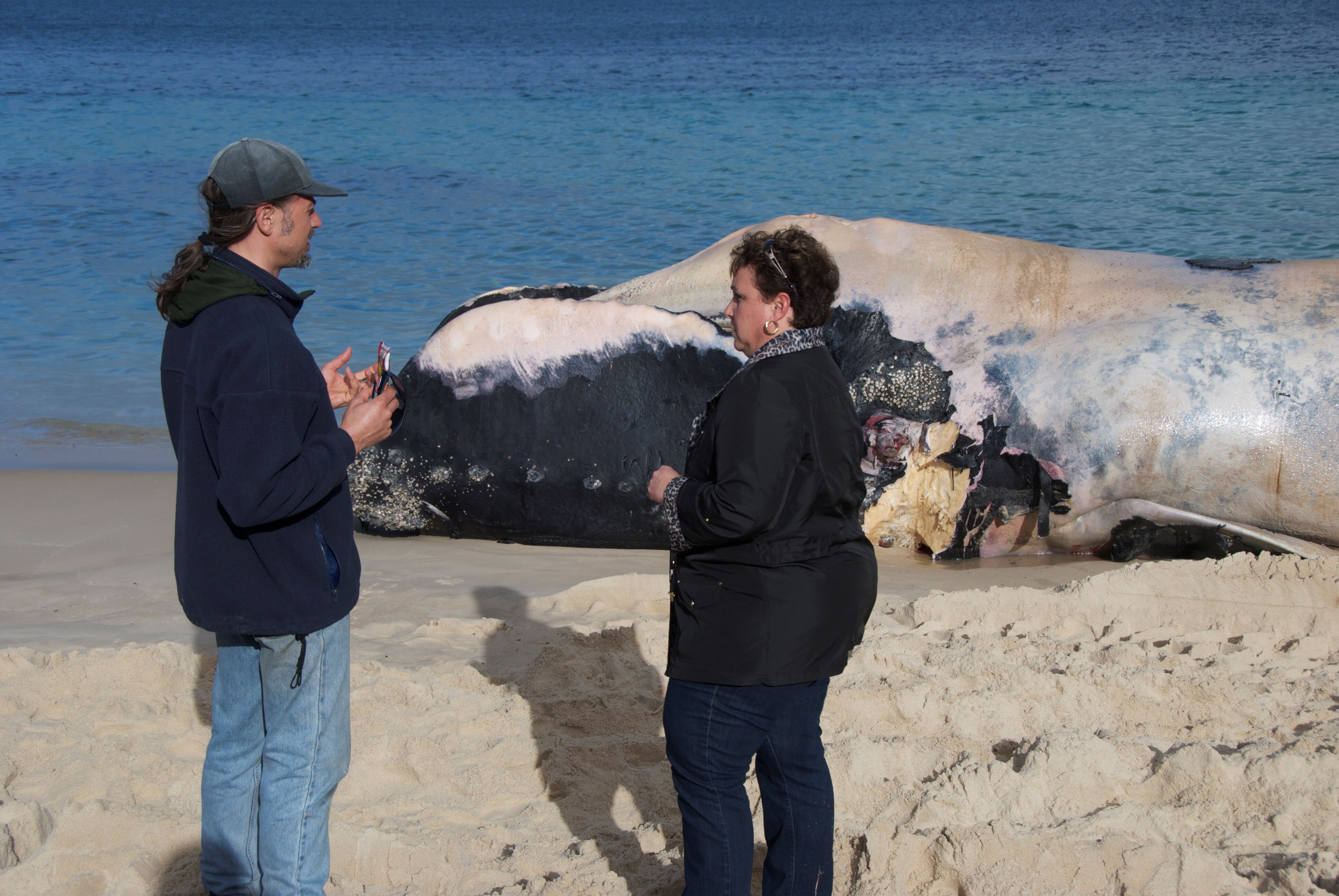 Man on left, woman an right in foreground, decomposing whale body in background by water's edge.