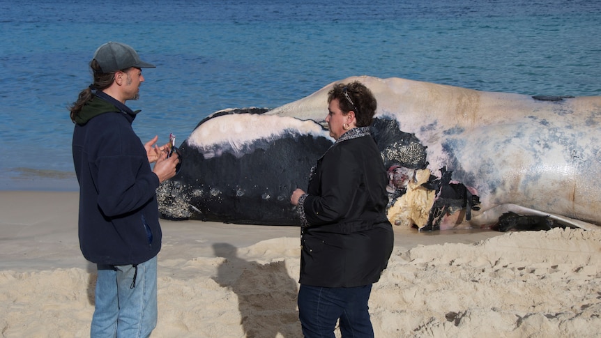 Man on left, woman an right in foreground, decomposing whale body in background by water's edge.