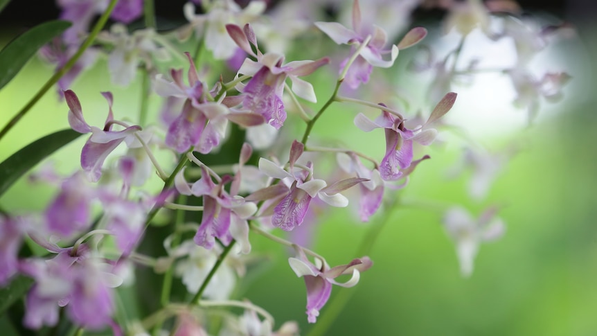 A close up photo of a white and purple orchid.