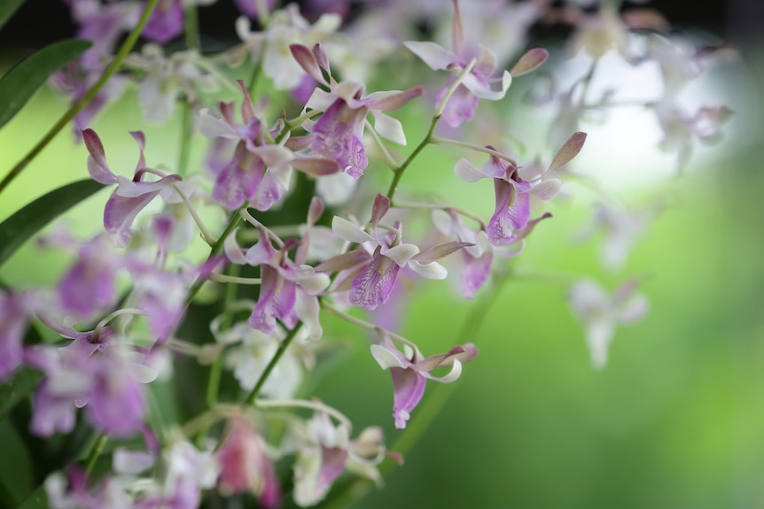 A close up photo of a white and purple orchid.