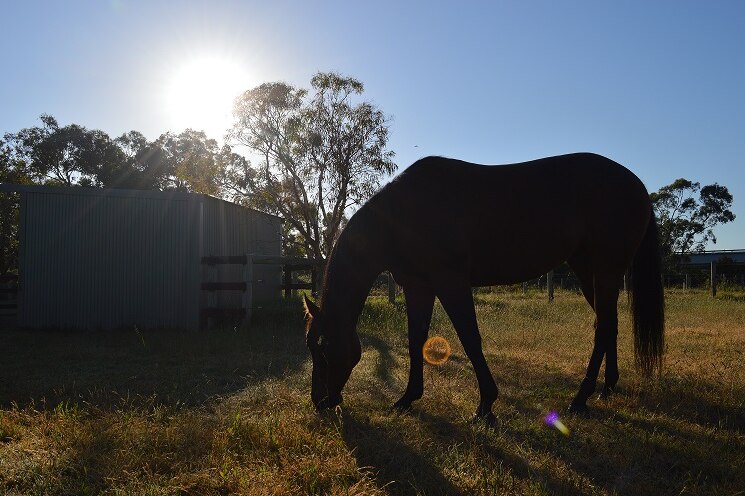 Reyn the 10-year-old mare grazing in a paddock.