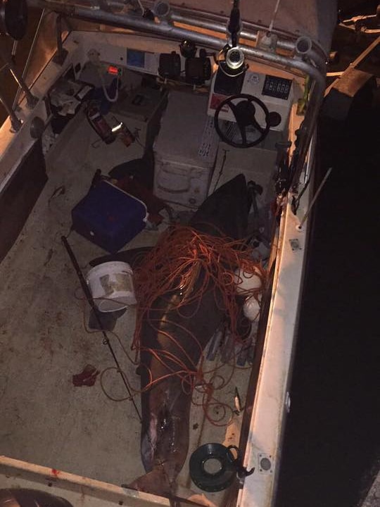 A dead shark covered in rope sits at the bottom of a boat.